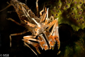 Tiger shrimp in the night dive, Tulamben. by Mehmet Salih Bilal 